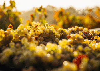 Wine and Dine Gourmet Day Trips from Adelaide, Australia