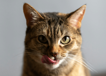 7 Signs Your Cat Loves You Even If They Don't Show It