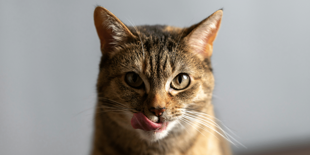 7 Signs Your Cat Loves You Even If They Don't Show It