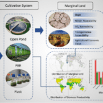 Harvard Researcher Minghao Chen Pioneers Breakthrough in Global Microalgae Bioenergy Study