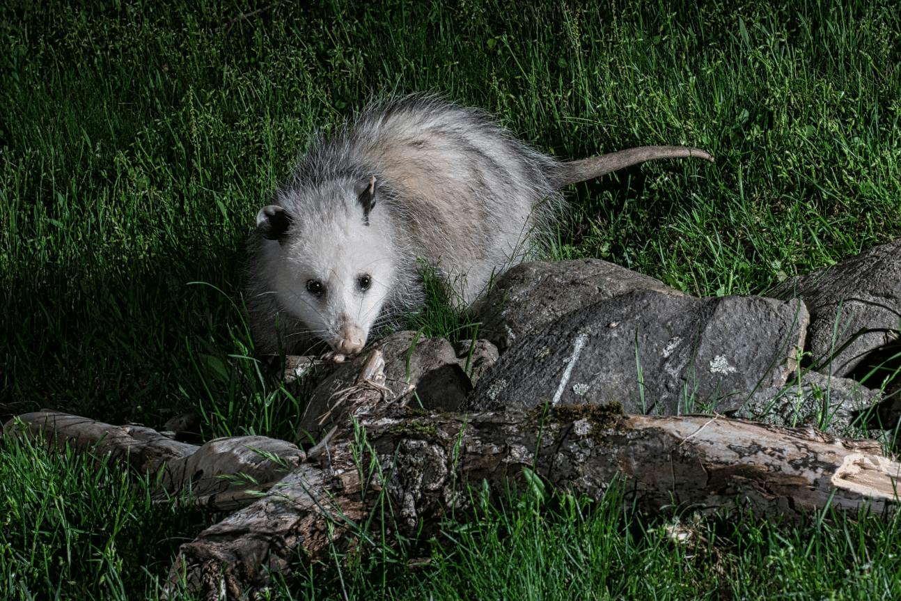 Opossums on Property Concerns- Understanding Risks and Solution