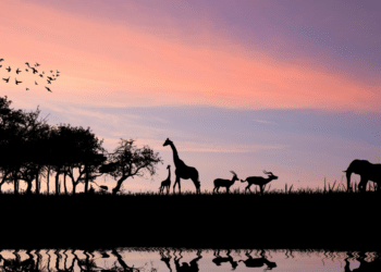 The Bucket List Destinations Trending for Wildlife Enthusiasts