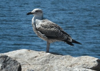 The Impact of Piling Equipment on Marine Ecosystems During Offshore Foundation Construction