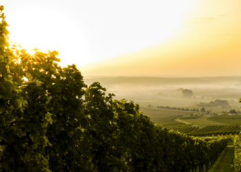 The Unique Experiences Offered by Wine Tours