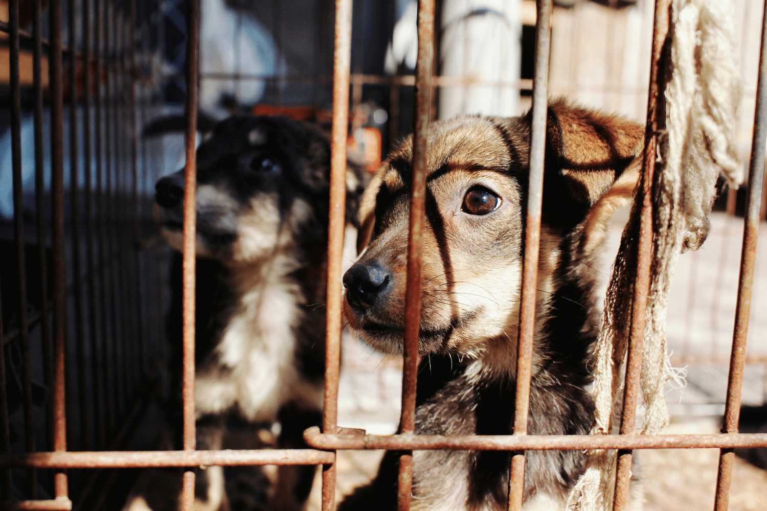 Transforming Troubled Pups Cherrie Ann Pavao's Insights into Behavior Modification Techniques (2)