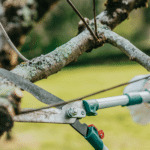 Why Hiring Sydney’s Exceptional Tree Loppers Is Essential for Safe and Effective Tree Care