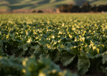 Artificial Intelligence Agriculture and Forestry (1)