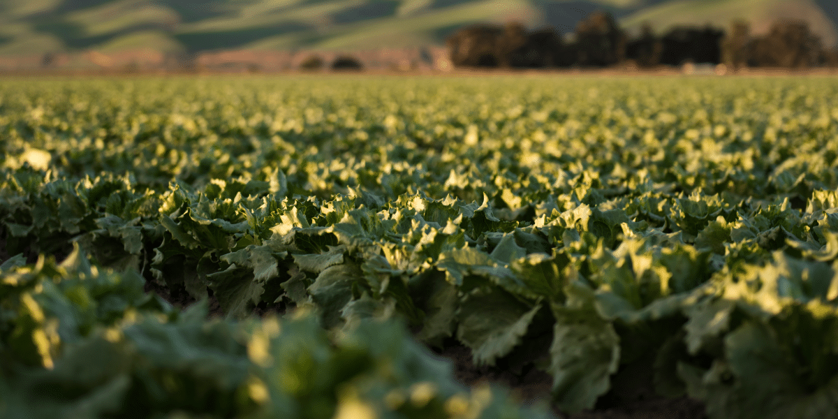 Artificial Intelligence Agriculture and Forestry (1)