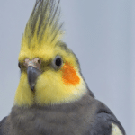 Cockatiel Care Tips for New Owners