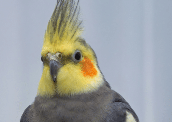 Cockatiel Care Tips for New Owners