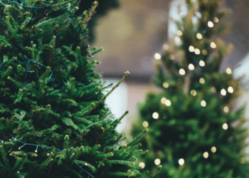 Get Your Christmas Tree Without Leaving Home- Christmas Tree Brooklyn Offers Delivery and Setup