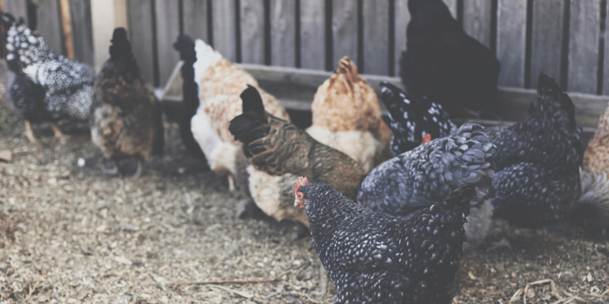 Maximizing Poultry Productivity- A Guide to Health, Nutrition, and Environment