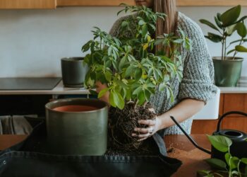 PlantCare Introduces Moisture-One Revolutionizing Plant Care Through Real-Time Data