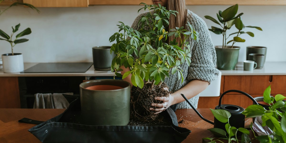 PlantCare Introduces Moisture-One Revolutionizing Plant Care Through Real-Time Data