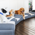 Revolutionizing Canine Care Dog Cloud's Innovative Approach to Supporting Mobility and Comfort