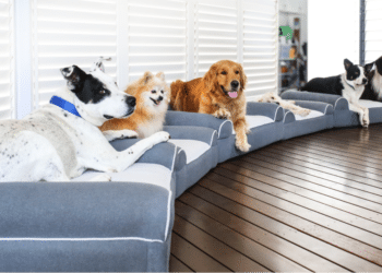 Revolutionizing Canine Care Dog Cloud's Innovative Approach to Supporting Mobility and Comfort