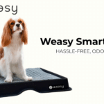 Revolutionizing Urban Pet Care The Weasy Smart Potty