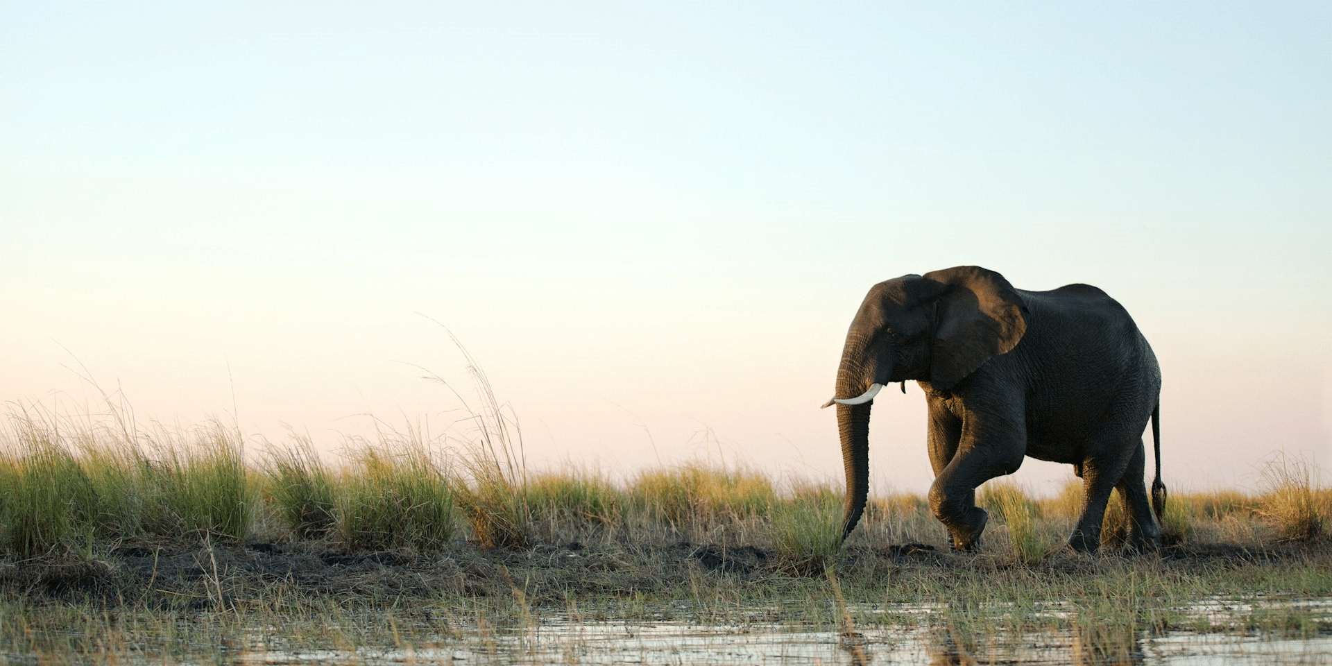 The Mysterious Elephant Deaths in Zimbabwe