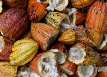 The Origins and Health Benefits of Cacao