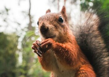 Thoroughspect LLC Rodent-Free Homes in Northern Westchester