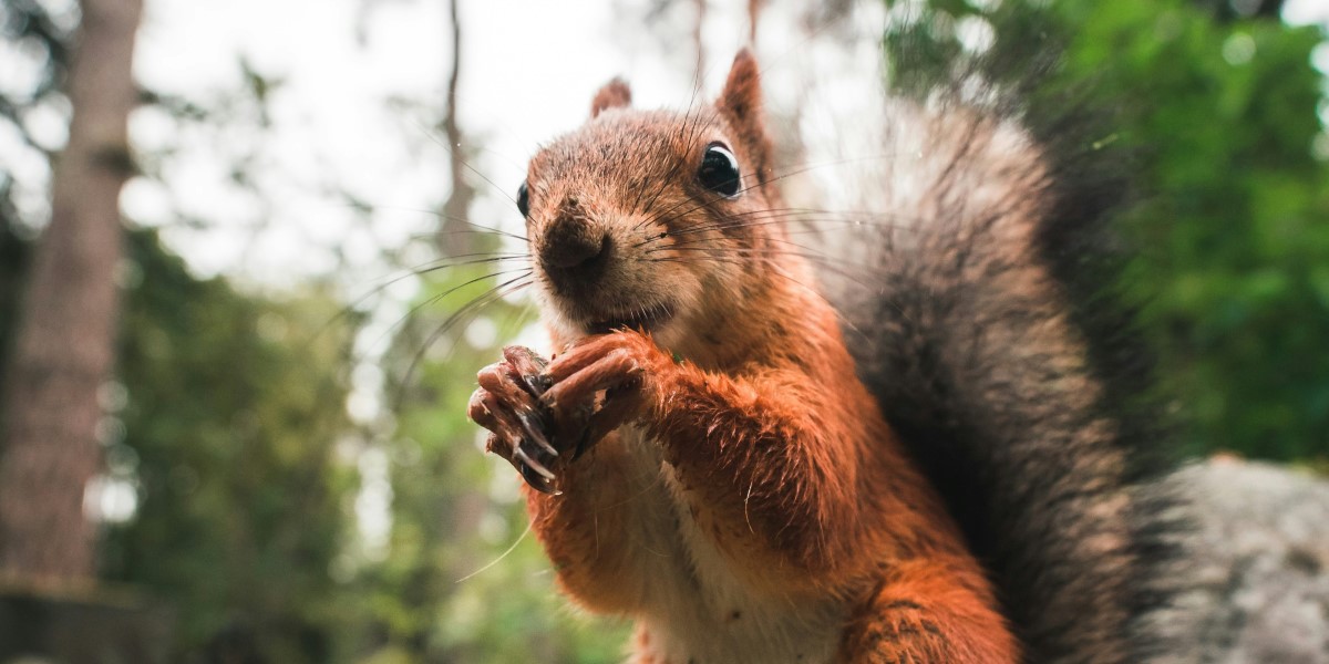 Thoroughspect LLC Rodent-Free Homes in Northern Westchester