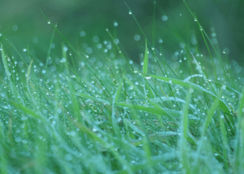 What Happens to the Grass During the Winter