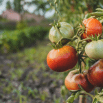 Why Urban Spaces Are Embracing the Homegrown Produce Movement