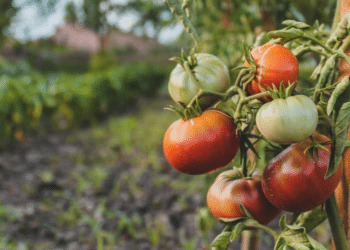 Why Urban Spaces Are Embracing the Homegrown Produce Movement