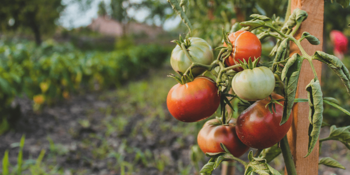 Why Urban Spaces Are Embracing the Homegrown Produce Movement