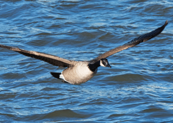 Mastering the Art of Dove Hunting: Tips for a Successful Outing