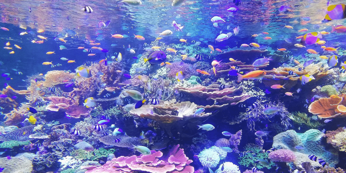 Discover the Underwater World in the US Virgin Islands (USVI)