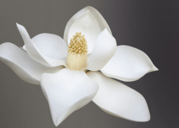 Common Funeral Flower Myths and Facts You Need to Know