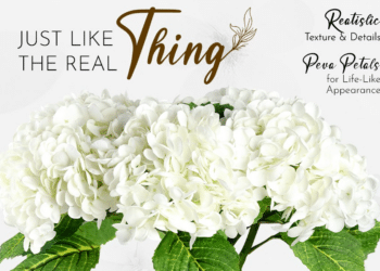 Jocey Ventures: Transforming Homes into Tranquil Retreats with Vanilla-Scented Hydrangeas