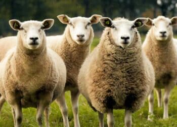 The-Ethical-Considerations-of-Animal-Cloning
