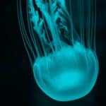 The-Evolution-of-the-Jellyfish-A-Journey-Through-Time