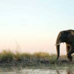 The Mysterious Elephant Deaths in Zimbabwe