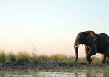 The Mysterious Elephant Deaths in Zimbabwe