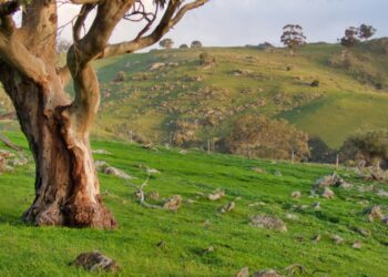 From Vineyards to Beaches: Must-See Experiences in Adelaide