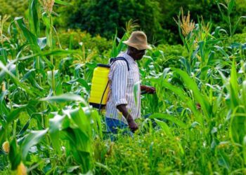 Exploring the Impact of Dacthal Pesticide: Exposure, Risks, and Legal Insights