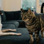 Simplifying Life: Balancing Cleanliness and Pet Care