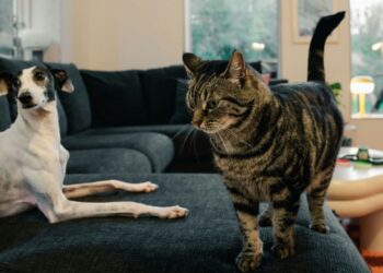 Simplifying Life: Balancing Cleanliness and Pet Care