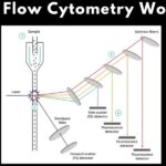 How Flow Cytometry Works?