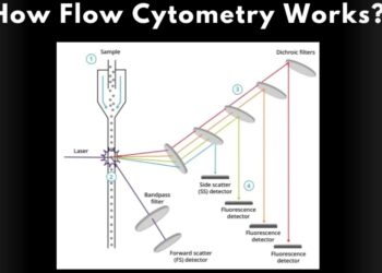 How Flow Cytometry Works?
