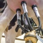 What is a Milking Parlor? Everything You Need to Know