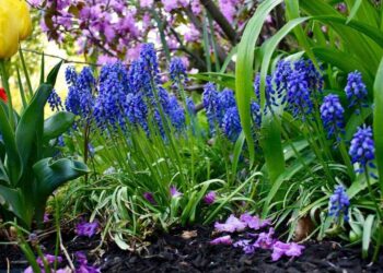 How to Hire the Right Premier Mulch Supplier