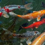 How Seasonal Changes Affect Your Koi’s Feeding Schedule