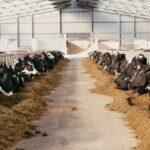 Creating a Comfortable Barn Environment: The Role of Fans, Curtains, and Cattle Waterers