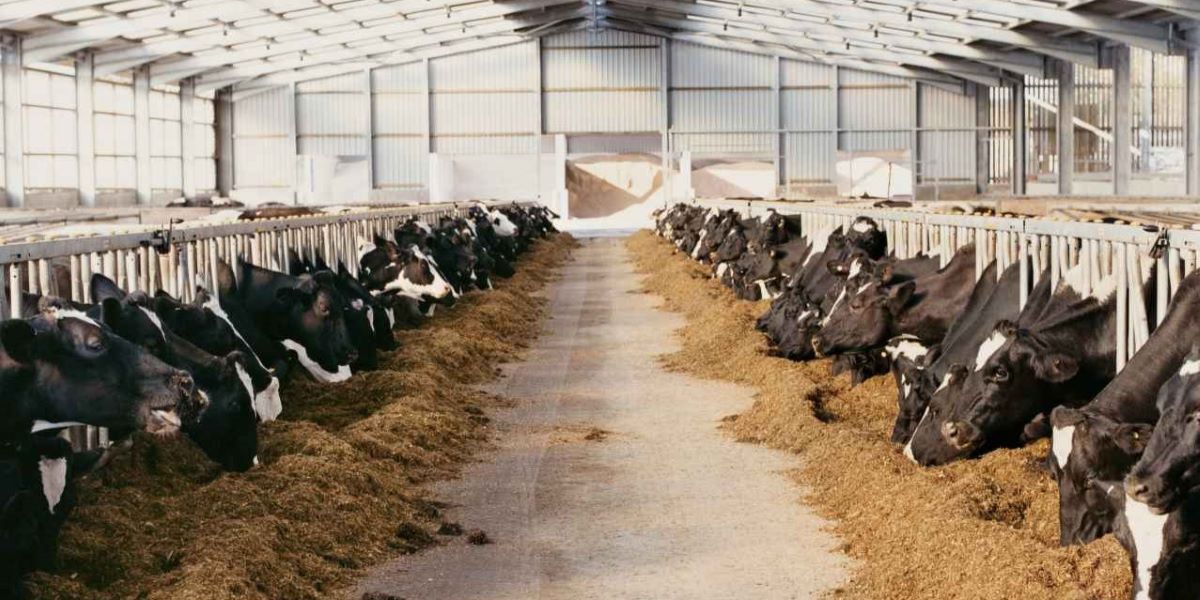 Creating a Comfortable Barn Environment: The Role of Fans, Curtains, and Cattle Waterers