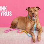 Stylish Walks Start with Cute Dog Collars: How Pink Papyrus is Elevating Dog Accessories