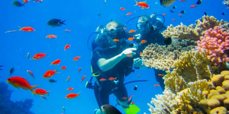 The Call of New York to Marine Wildlife
